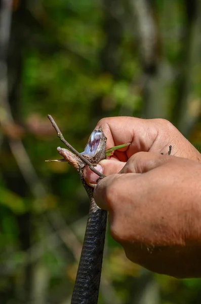 Venom extraction — Stock Photo, Image