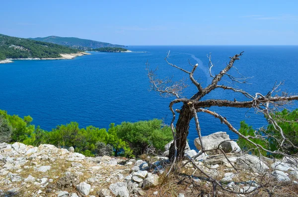 Deniz manzarası ve kuru ağaç — Stok fotoğraf