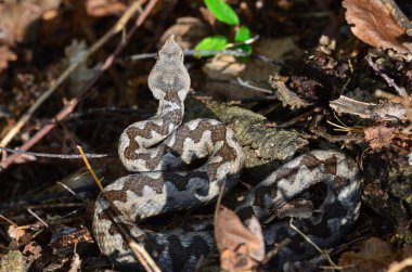 Burun boynuzlu engerek