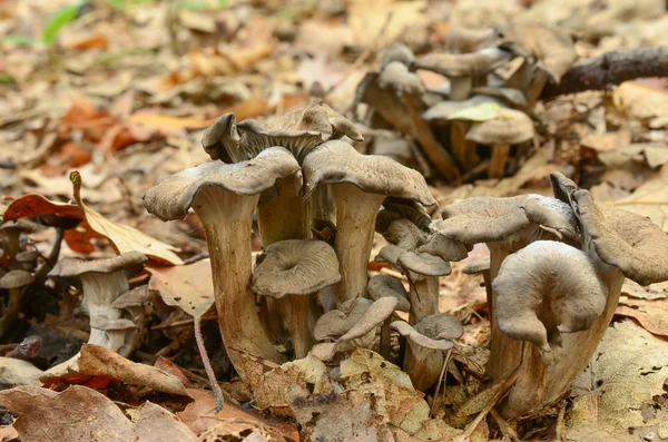 灰白的蘑菇 — 图库照片