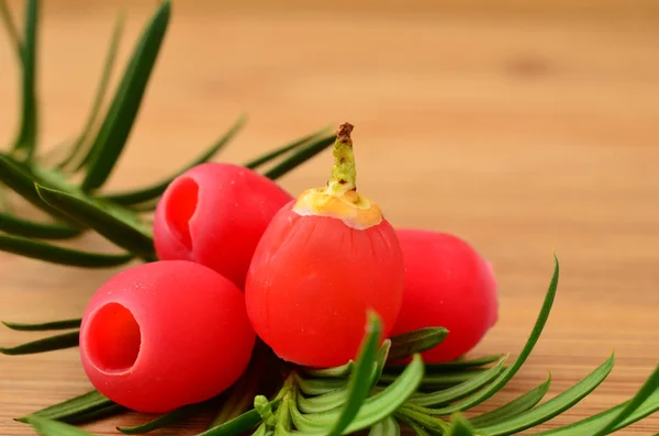 Тисовые ягоды. — стоковое фото