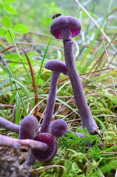 Ametist bedragare svamp — Stockfoto