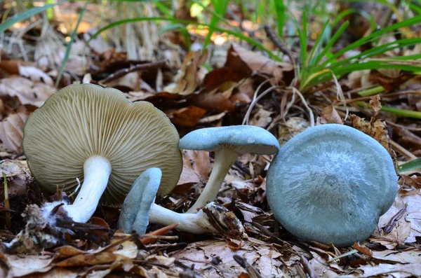 Aniseed Funnel mushrooms — Stock Photo, Image