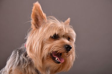 Teriyer köpek portre
