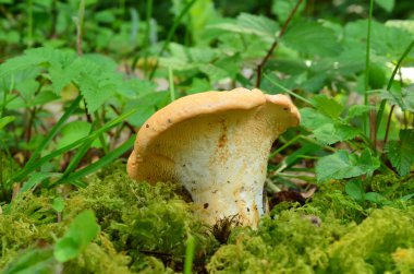 Genç ahşap kirpi mantar