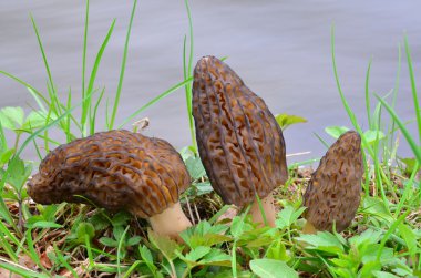 Üç morels