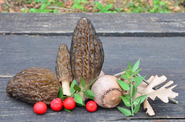 Morels e bagas de azevinho — Fotografia de Stock