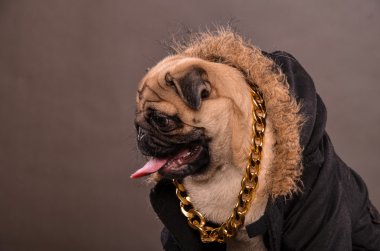 Pug köpek