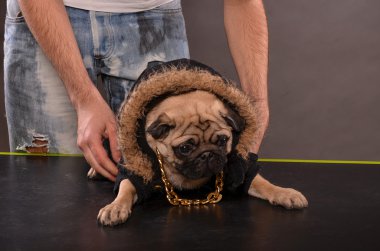 Pug dog and boy