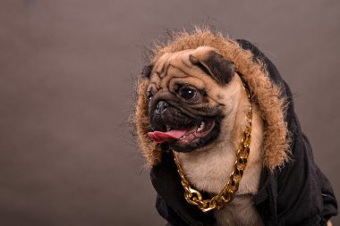 Pug portre