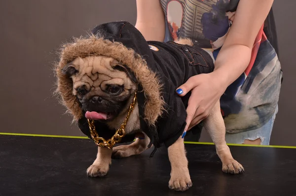 Pug สุนัขและผู้หญิง — ภาพถ่ายสต็อก