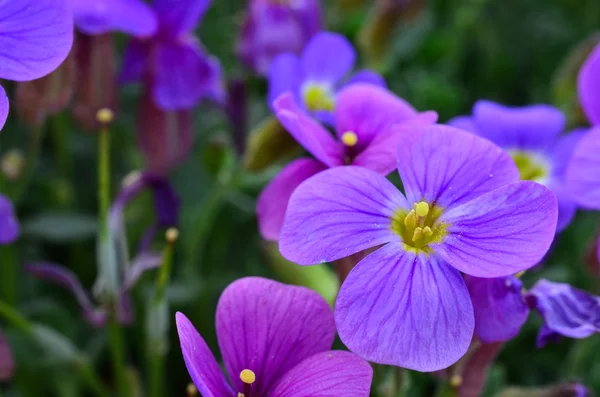 Fiore viola da vicino — Foto Stock