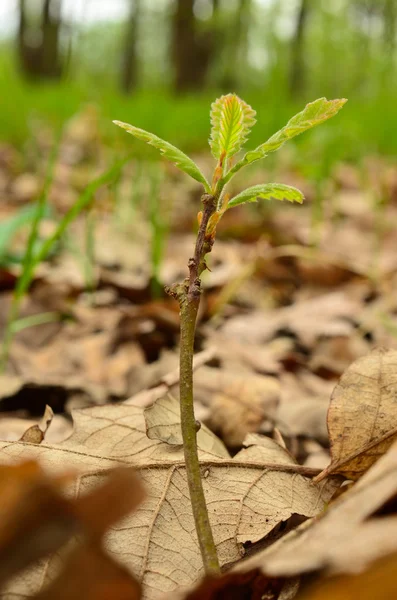 Oak seedlings — Stok fotoğraf