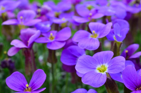 Violette Blüten — Stockfoto