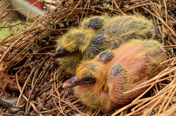 Baby pigeons — Stok fotoğraf