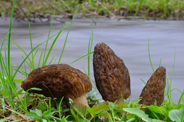 Three Morchella Conica mushrooms — 图库照片