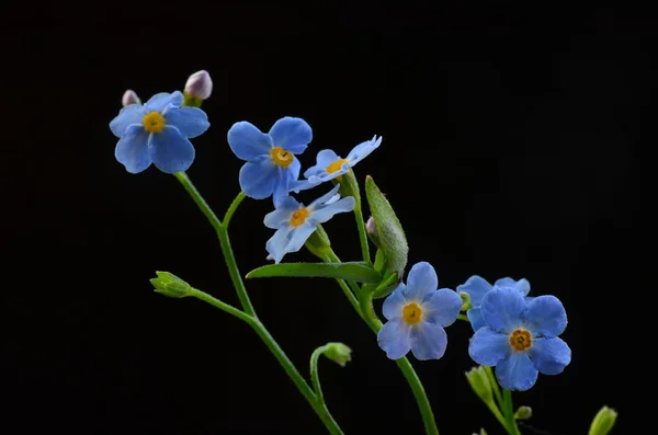 Dimenticami non fiore — Foto Stock