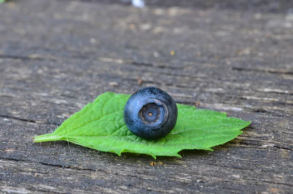 Bosbessen op blad van citroenmelisse — Stockfoto