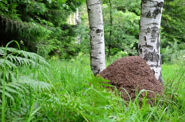 Big ant hill — Stock Photo, Image