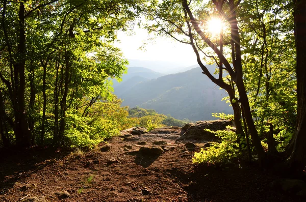 Magical forest — Stock Photo, Image