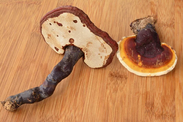 Due funghi Ganoderma lucidum — Foto Stock