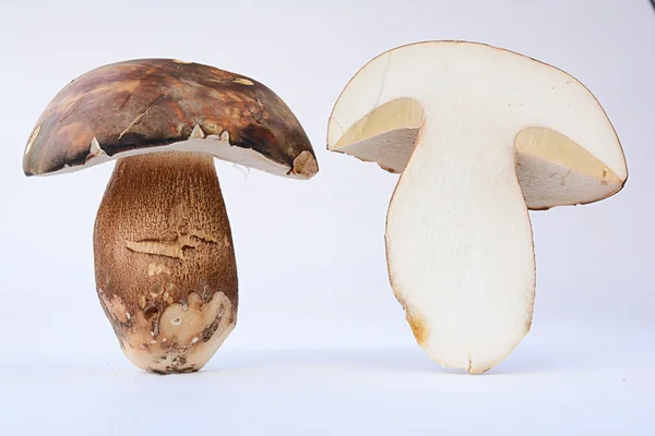 Bronze Bolete mushroom cross section — Stock Photo, Image