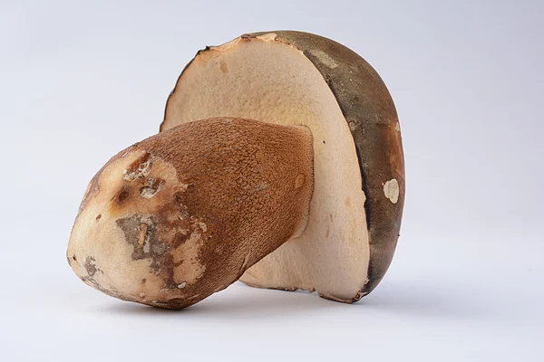 白 Boletes aereus — ストック写真