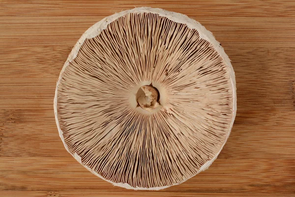 下面的阳伞蘑菇 — 图库照片