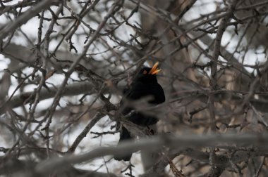 Erkek kara kuş, Turdus merala, ağaç bulanıklık şarkı