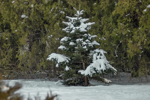 Árbol de coníferas en invierno con nieve y sol —  Fotos de Stock