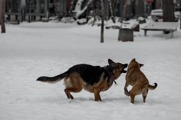 Hou van plezier van twee huishond in park in de winter — Stockfoto