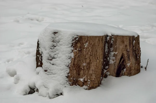 Vackra vinter bild i park med nysnö och ruttna stubbe — Stockfoto