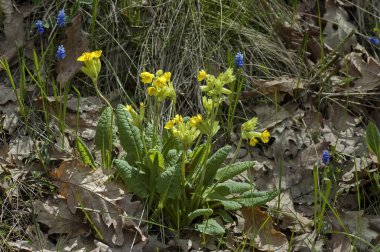 Primula veris (çiçeği). Ortak alanları ve Murgash Dağı'nın çimleri