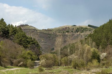 Bahar panorama manzara çam veya pinus ve yaprak döken orman ile