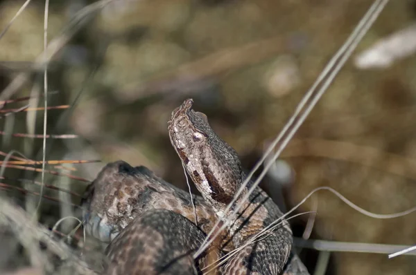 Γκρο πλαν φίδι Viper του βουνού Murgash, από το den — Φωτογραφία Αρχείου