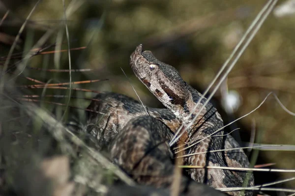 Γκρο πλαν φίδι Viper του βουνού Murgash, από το den — Φωτογραφία Αρχείου