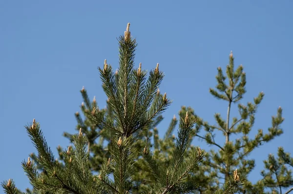 Fundo de Natal com pinheiro ou pinus ramo de árvore e céu — Fotografia de Stock