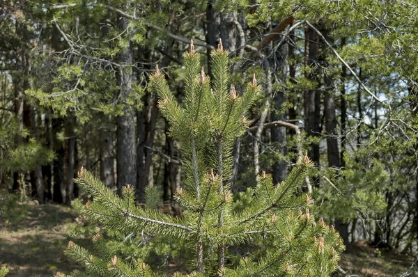 Sfondo con ramo di pino e pinus foresta — Foto Stock