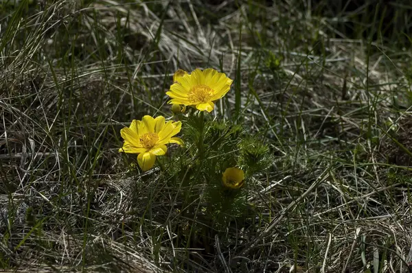 Bellissimi fiori gialli di Adonis vernalis — Foto Stock