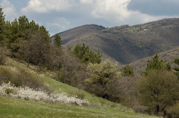 Panorama Jarní krajina s borovicí nebo pinus a listnatý les — Stock fotografie