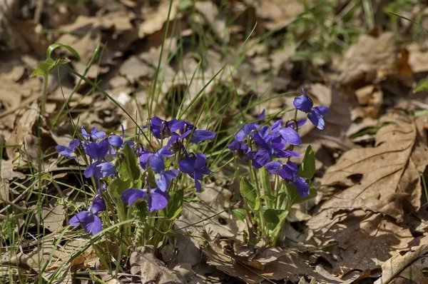 Viooltje of Viola tricolor bloeien in de glade — Stockfoto