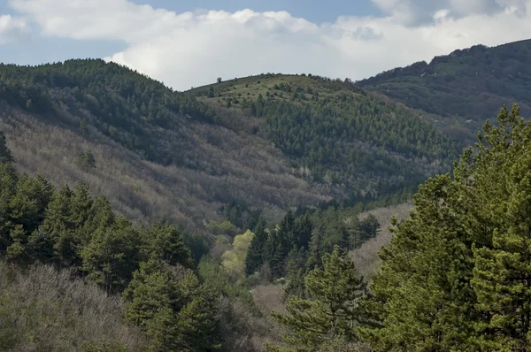 Springtime panorama landscape with pine or pinus and deciduous forest — Stock Photo, Image