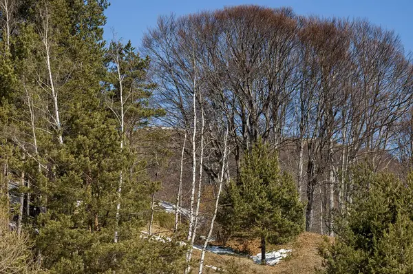 Panorama invernale con pineta e bosco deciduo — Foto Stock