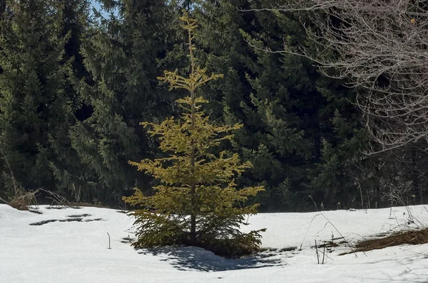 Bakgrund med tall och tallskogen i vinter — Stockfoto