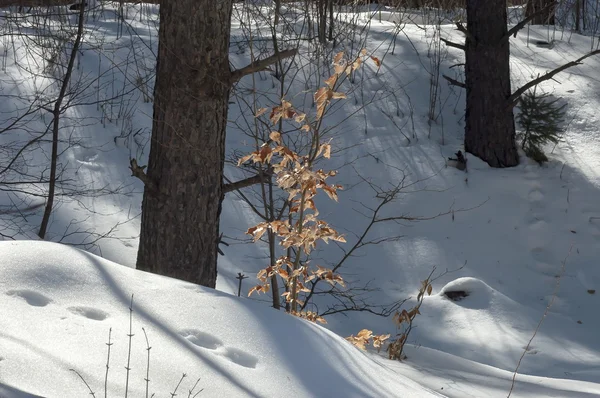 Vinterlandskap i bergskog med gamla och nya träd — Stockfoto