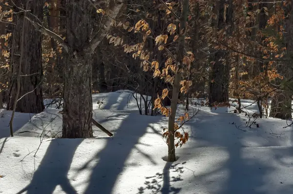 Winterlandschap in de bergbos met oude en nieuwe bomen — Stockfoto