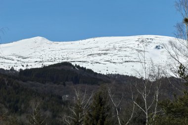 Çam ve yaprak döken orman ile kış panorama manzara