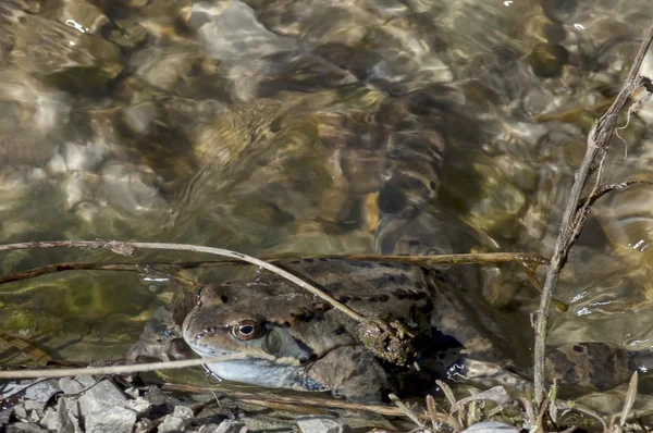 Temporaria grenouille dans un cours d'eau clair en hiver — Photo
