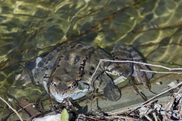 Temporaria grenouille dans un cours d'eau clair en hiver — Photo