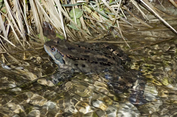 Temporaria grenouille dans un cours d'eau clair en hiver — Photo